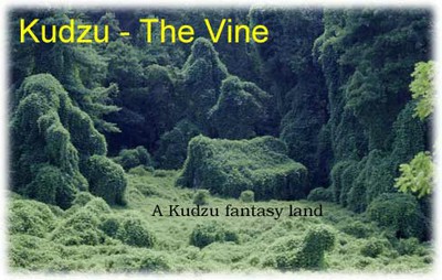 Kudzu