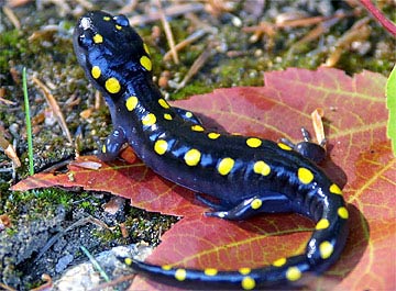salamander