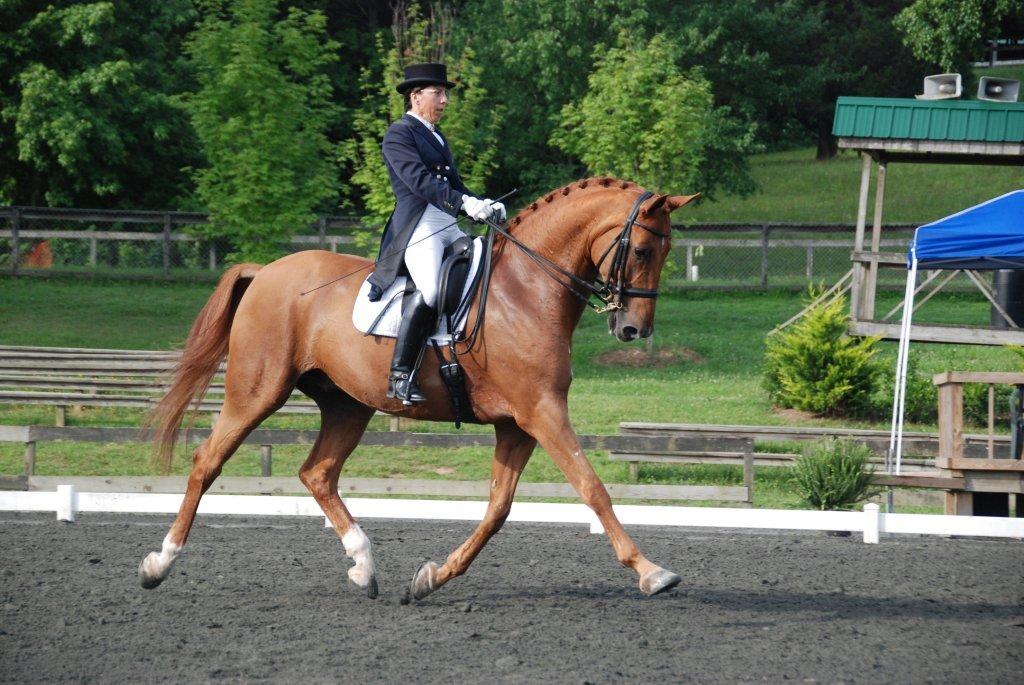 Dressage