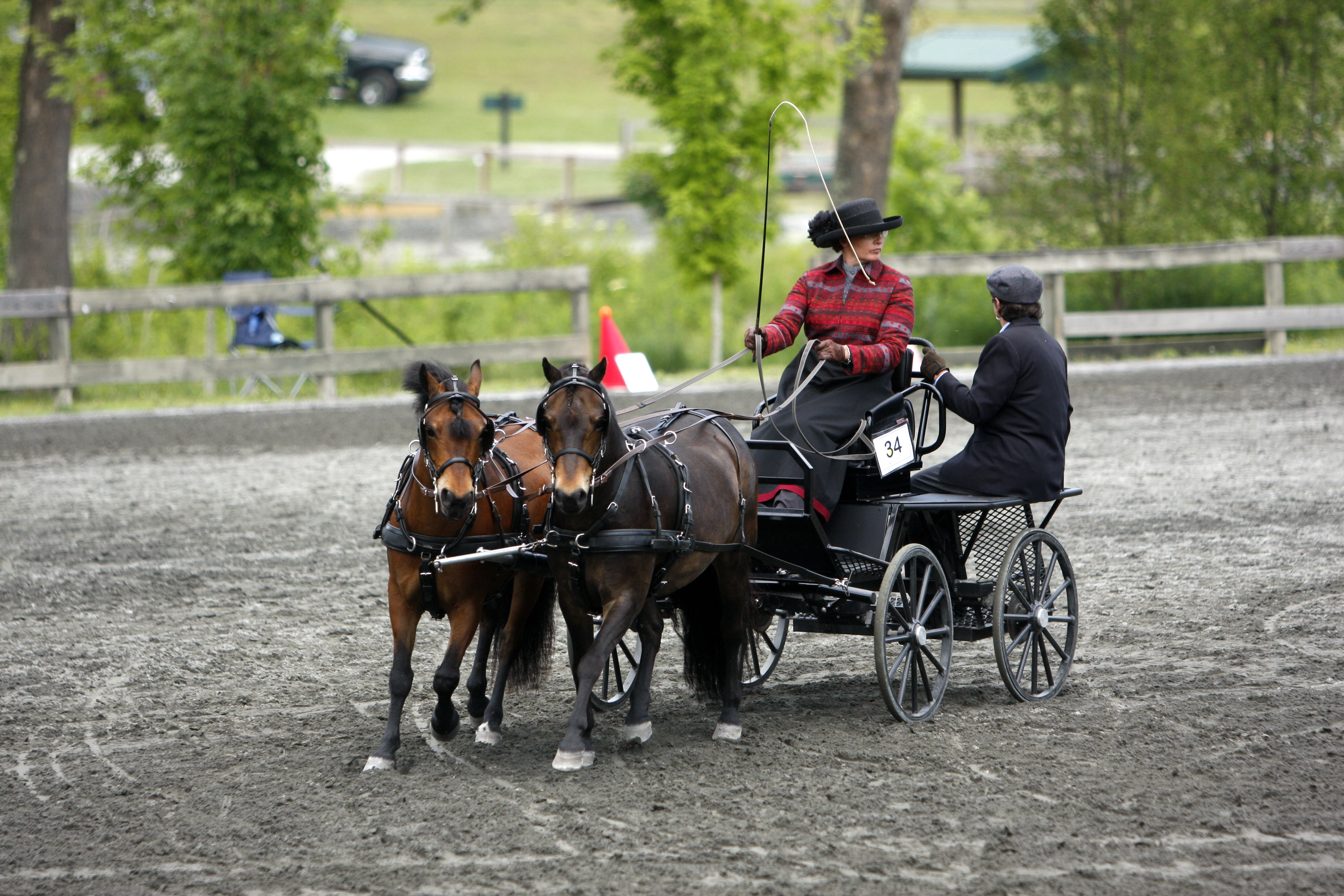 Carriage Ponies