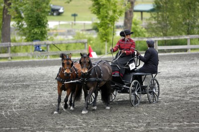 Carriage Ponies Carriage Ponies