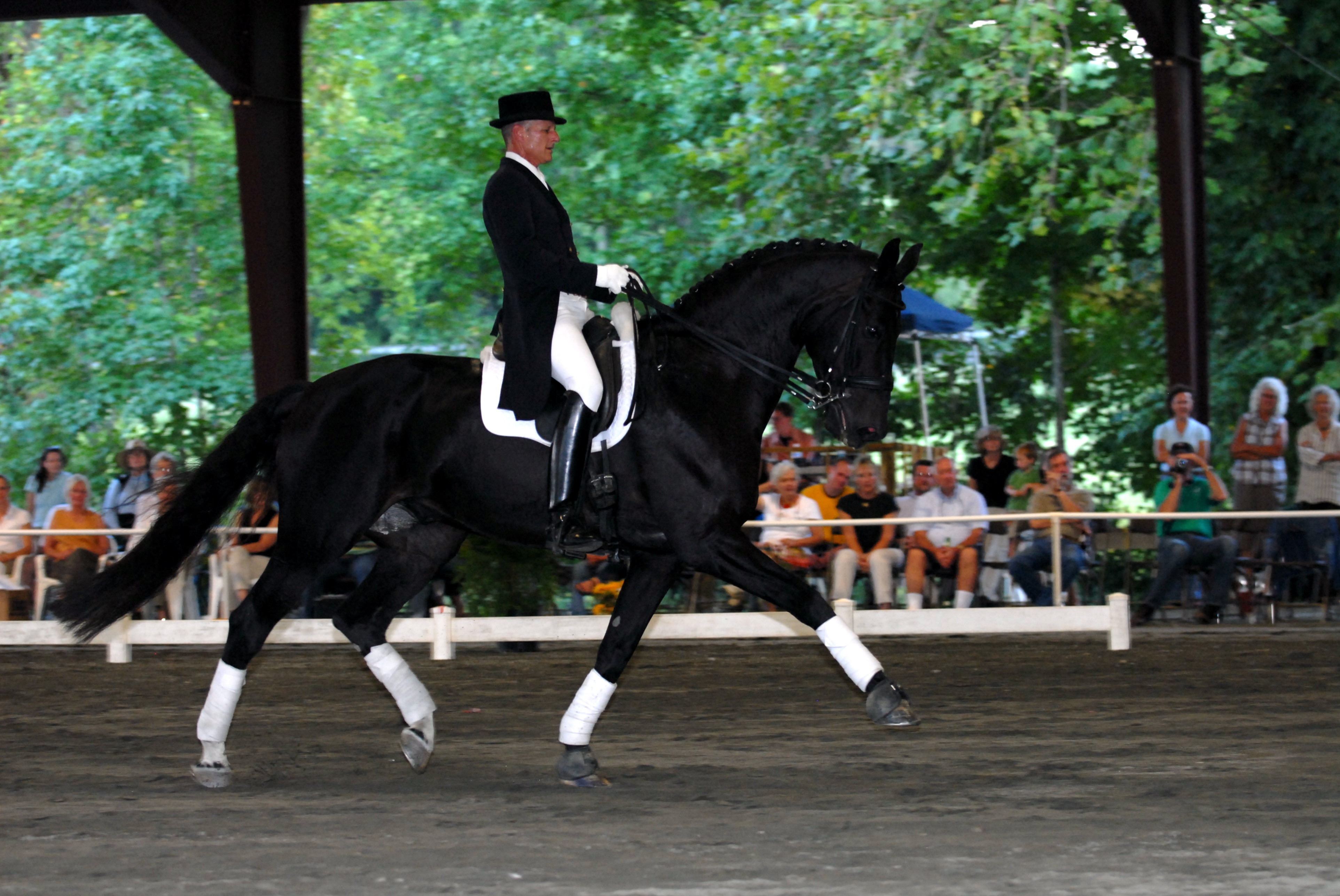 Dressage