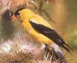 amergoldfinch.JPG