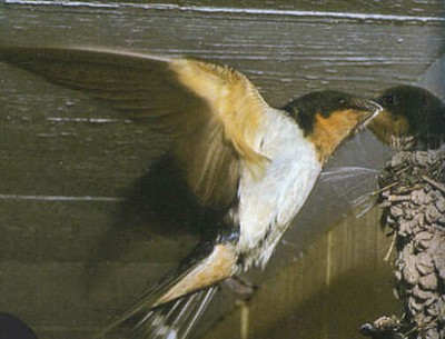barnswallow