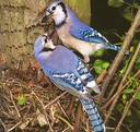 bluejay