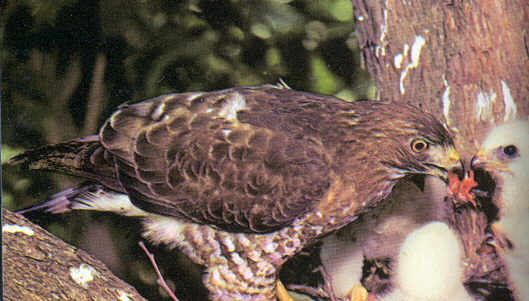 broadtailhawk