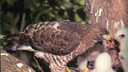 broadtailhawk