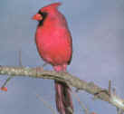 cardinal