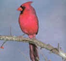 cardinal