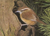 carwren.JPG