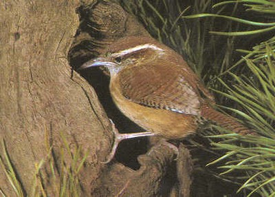 carwren