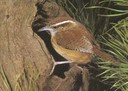 carwren