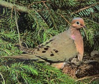 mourningdove.JPG