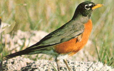 robin