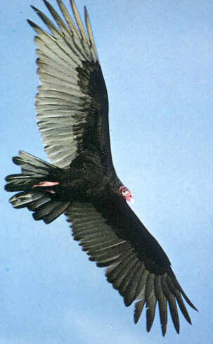 turkeyvulture