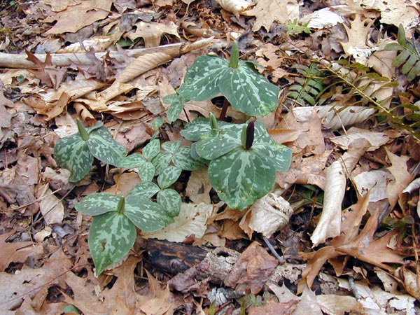 trillium