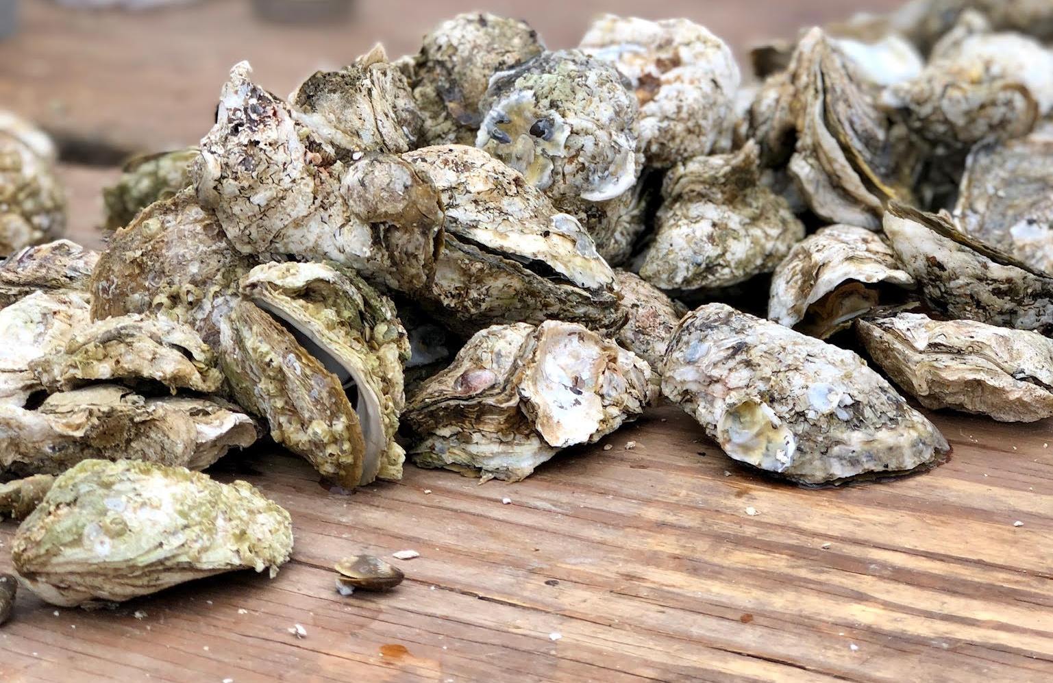 oysters.jpg