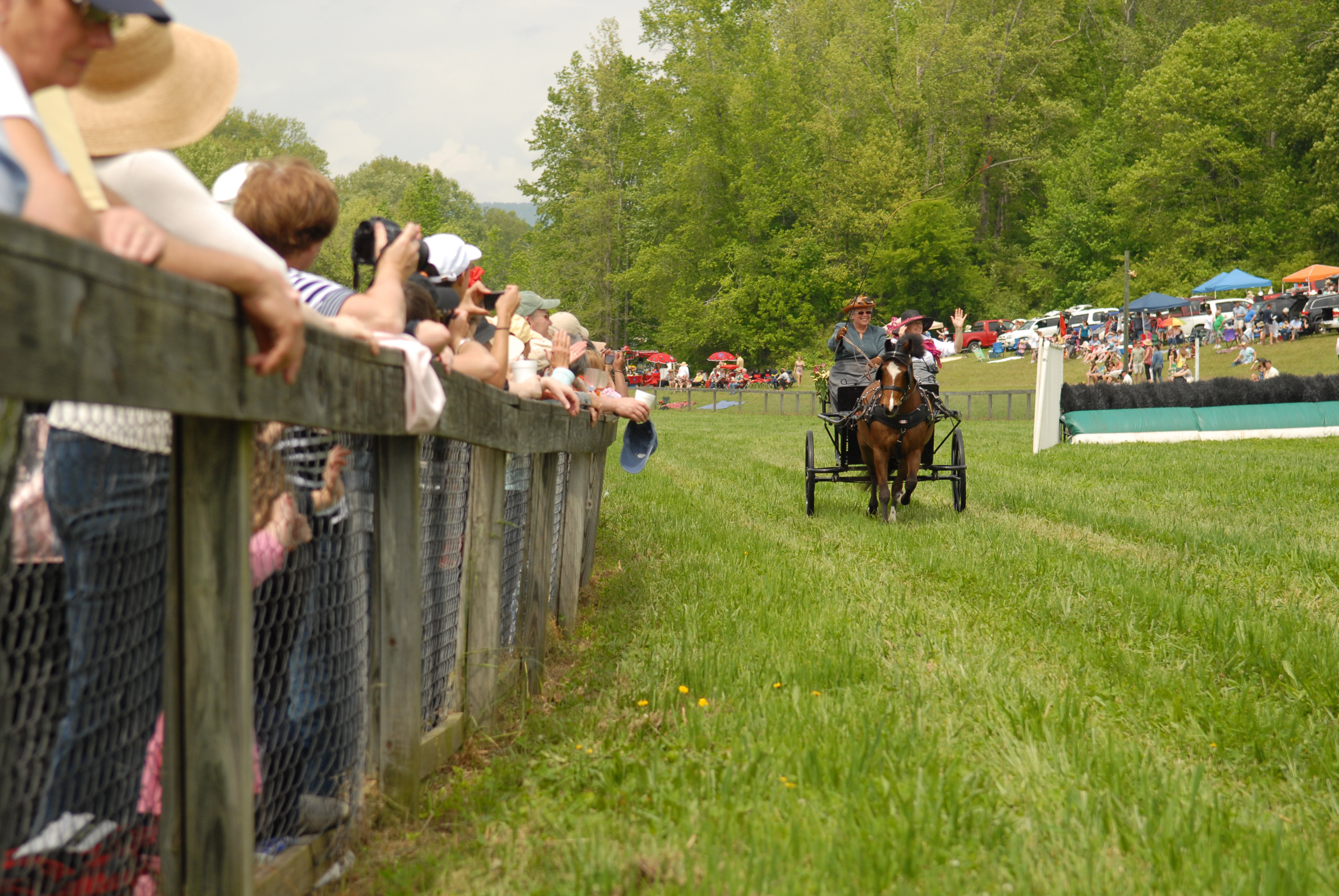 SteepleChase2012CartHorse